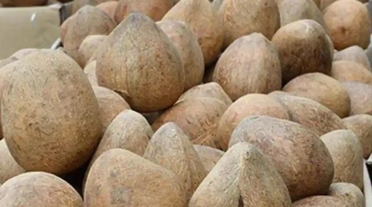 ತೆಂಗು ಬೆಳೆಗಾರರಿಗೆ ಭರ್ಜರಿ ಗುಡ್ ನ್ಯೂಸ್ : ಕ್ವಿಂಟಾಲ್ ಕೊಬ್ಬರಿ ಎಷ್ಟಿದೆ ಗೊತ್ತಾ..?