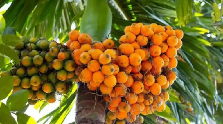 ಚಿತ್ರದುರ್ಗದಲ್ಲಿ ಅಡಿಕೆ ಬೆಲೆಯಲ್ಲಿ ಸ್ಥಿರತೆ: ರೈತರ ನಿರೀಕ್ಷೆ ಮುಂದುವರಿಕೆ