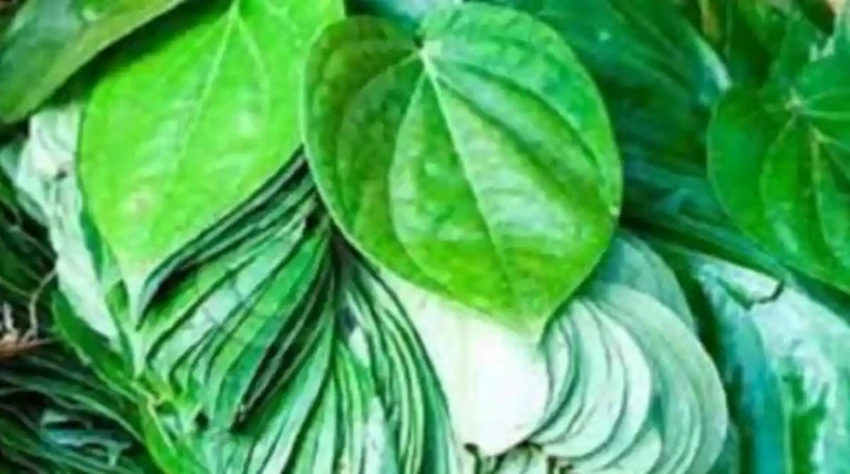 ಪ್ರತಿದಿನ ಬೆಳಗ್ಗೆ ಖಾಲಿ ಹೊಟ್ಟೆಯಲ್ಲಿ ವೀಳ್ಯದೆಲೆ ನೀರು ಕುಡಿಯಿರಿ: ಮಲಬದ್ಧತೆ, ಮಧುಮೇಹಕ್ಕೆ ರಾಮಬಾಣ!