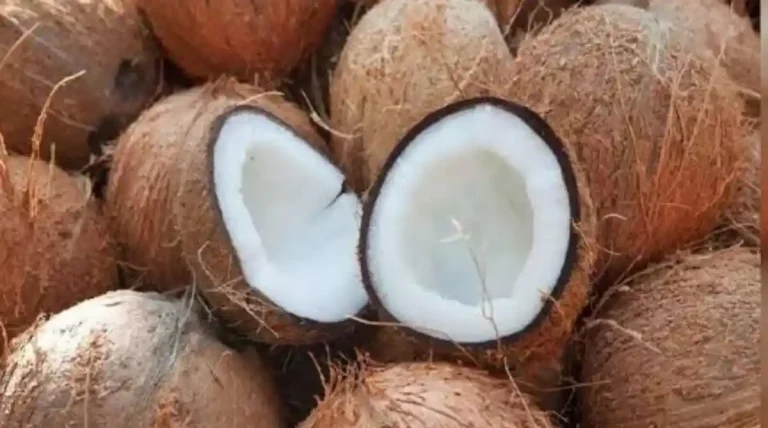 ತೆಂಗಿನಕಾಯಿ ಬೆಲೆಯಲ್ಲಿ ಭಾರೀ ಇಳಿಕೆ: ಗ್ರಾಹಕರಿಗೆ ಗುಡ್ ನ್ಯೂಸ್