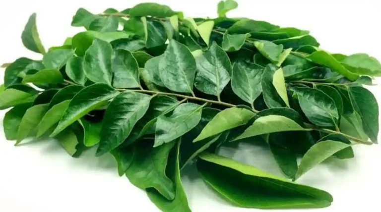 ಕರಿಬೇವು ತಿಂದರೆ ಸಿಗುತ್ತೆ ಊಹಿಸಲಾಗದ ಆರೋಗ್ಯ ಪ್ರಯೋಜನಗಳು!