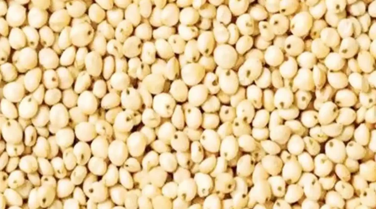 ಜೋಳದ ದರದಲ್ಲಿ ಏರಿಳಿತ: ಉತ್ತಮ ಫಸಲಿಗೂ ತಕ್ಕ ಬೆಲೆ ಇಲ್ಲವೆ? ದರ ಪಟ್ಟಿ ಹೀಗಿದೆ