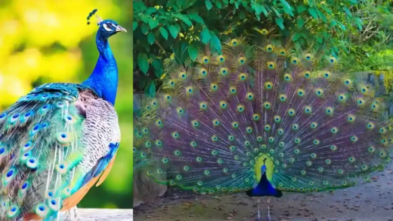 ವಿಷಕಾರಿ ಹಾವು ತಿಂದರೂ ನವಿಲಿಗೆ ಏನೂ ಆಗುವುದಿಲ್ಲ ಏಕೆ? ವಿಜ್ಞಾನ ಹೇಳುವ ಕುತೂಹಲಕರ ಕಾರಣ ಇಲ್ಲಿದೆ