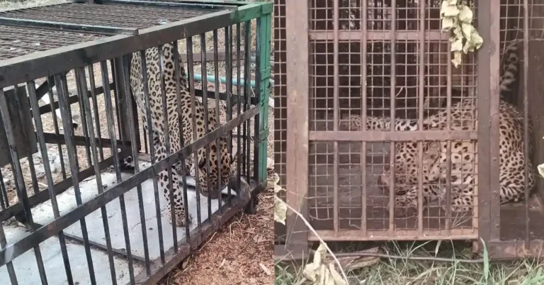 ಚಳ್ಳಕೆರೆ | ಕೊನೆಗೆ ಸೆರೆಸಿಕ್ಕ ಚಿರುತೆ ; ನಿಟ್ಡುಸಿರು ಬಿಟ್ಡ ಗ್ರಾಮಸ್ಥರು