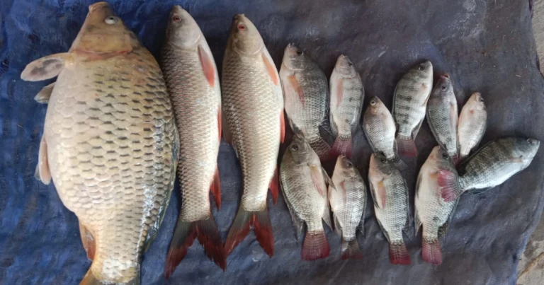 ಹವ್ಯಾಸಿ ಮೀನುಗಾರನ ಗಾಳಕ್ಕೆ ಬಿತ್ತು ನಾಲ್ಕು ಕೆಜಿ ತೂಕದ ಗೌರಿಮೀನು