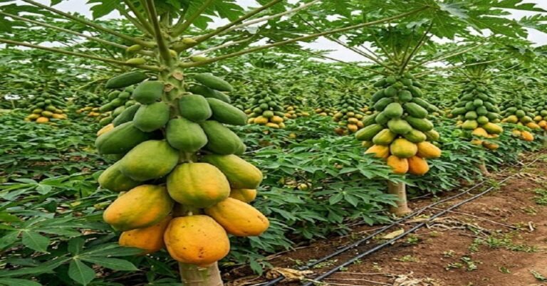 3 ಎಕರೆ ಜಮೀನಿನಲ್ಲಿ ಬಪ್ಪಾಯಿ ಬೆಳೆದು ವರ್ಷಕ್ಕೆ 12 ಲಕ್ಷ ಗಳಿಸುತ್ತಿರುವ ಪ್ರಗತಿಪರ ರೈತ!