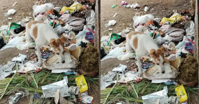 ಚಿತ್ರದುರ್ಗ: ಕಸದ ತೊಟ್ಟಿಯಾಗುತ್ತಿರುವ ಹಳೇ ಮಾಧ್ಯಮಿಕ ಶಾಲಾ ಆವರಣ : ಸಾರ್ವಜನಿಕರ ಆಕ್ರೋಶ