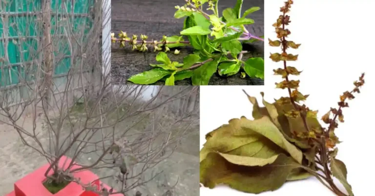 ತುಳಸಿ ಗಿಡ ಬಾಡಿದರೆ ಎಚ್ಚರಿಕೆ: ವಾಸ್ತು–ಜ್ಯೋತಿಷ್ಯದಲ್ಲಿ ಏನು ಸೂಚನೆ?