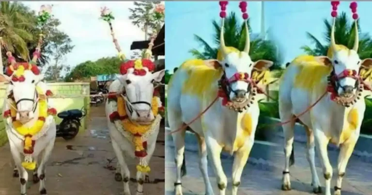 ಎತ್ತುಗಳ ಆರಾಧನೆ, ರೈತರ ಸಂಭ್ರಮ; ಕಾರ ಹುಣ್ಣಿಮೆಯ ವಿಶೇಷತೆ ಏನು?