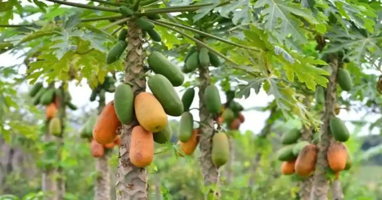 ಪಪ್ಪಾಯಿ ಮರಕ್ಕೆ ಮೊಳೆ ಹೊಡೆದರೆ ಹೆಚ್ಚು ಹಣ್ಣು ಬರುತ್ತದೆಯೇ? ಸತ್ಯ ಏನು ಹೇಳುತ್ತದೆ ವಿಜ್ಞಾನ?