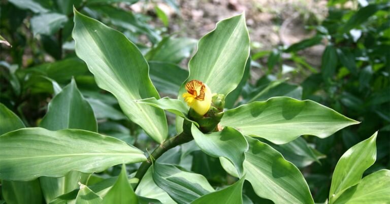 ಕಿಡ್ನಿ ಮತ್ತು ಲಿವರ್ ಸಮಸ್ಯೆಗೆ ರಾಮಬಾಣ ಈ ಎಲೆ; ನಿತ್ಯ 2 ಎಲೆ ಅಗಿದು ತಿಂದರೆ ಸಾಕು!