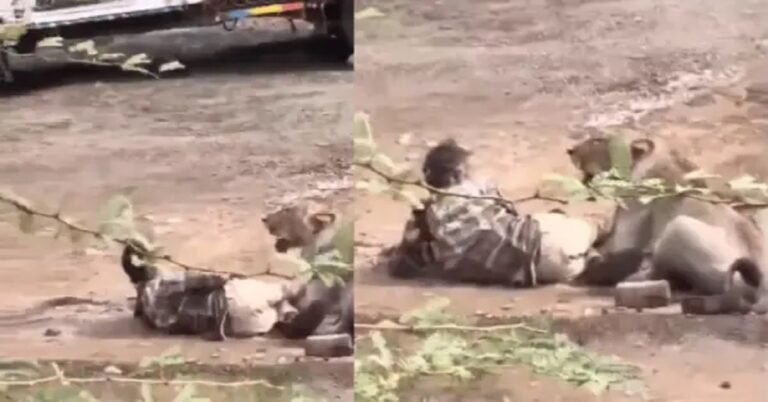 Watch : ಗುಜರಾತ್ ನಲ್ಲಿ ಸಿಂಹದ ಜೊತೆ 30 ನಿಮಿಷ ಸಾವು-ಬದುಕಿನ ಹೋರಾಟ ನಡೆಸಿದ ವ್ಯಕ್ತಿಯ ವಿಡಿಯೋ ವೈರಲ್