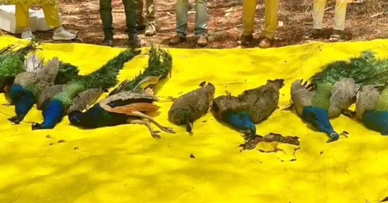 ನವಿಲುಗಳ ಸರಣಿ ಸಾವು: 300ಕ್ಕೂ ಹೆಚ್ಚು ಪಕ್ಷಿಗಳು ಬಲಿ!