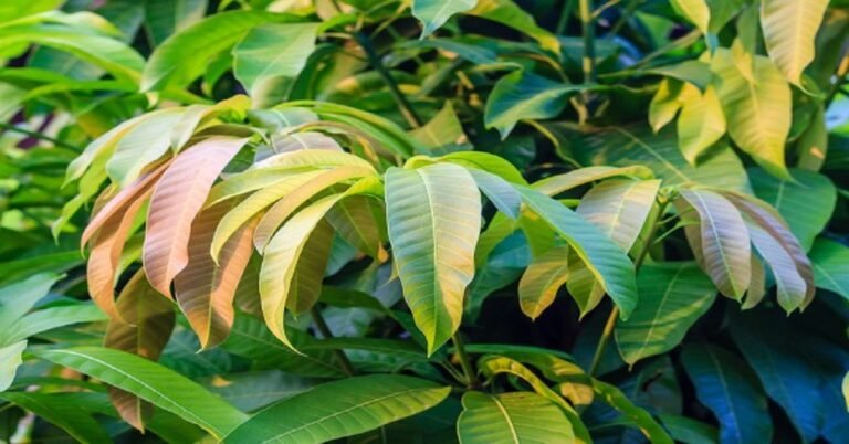 ಮಾವಿನ ಎಲೆಗಳಲ್ಲಿದೆ ಹಲವು ಆರೋಗ್ಯ ಪ್ರಯೋಜನಗಳು!