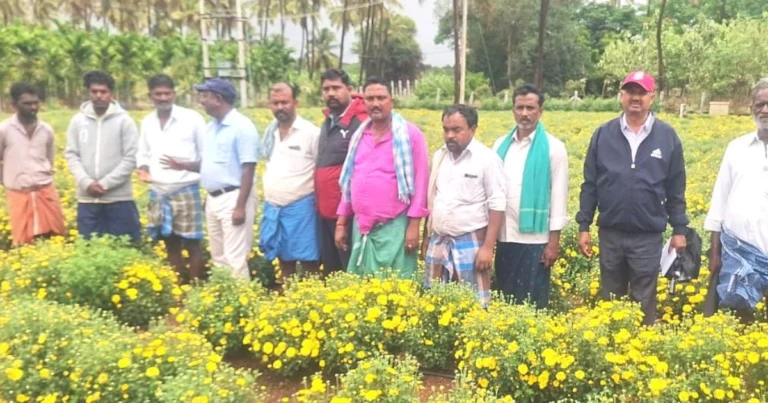 ಹುಣಸೆಕಟ್ಟೆಯಲ್ಲಿ ಸೇವಂತಿಗೆಗೆ ಸೊರಗು ರೋಗ :  ತೋಟಗಾರಿಕೆ ಅಧಿಕಾರಿಗಳಿಂದ ನಿಯಂತ್ರಣ ಸಲಹೆ