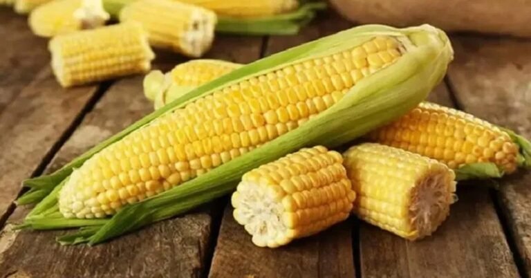 ಸ್ವೀಟ್ ಕಾರ್ನ್ ಸೇವನೆಯಿಂದ ಸಿಗುವ 5 ಪ್ರಮುಖ ಆರೋಗ್ಯ ಪ್ರಯೋಜನಗಳು!