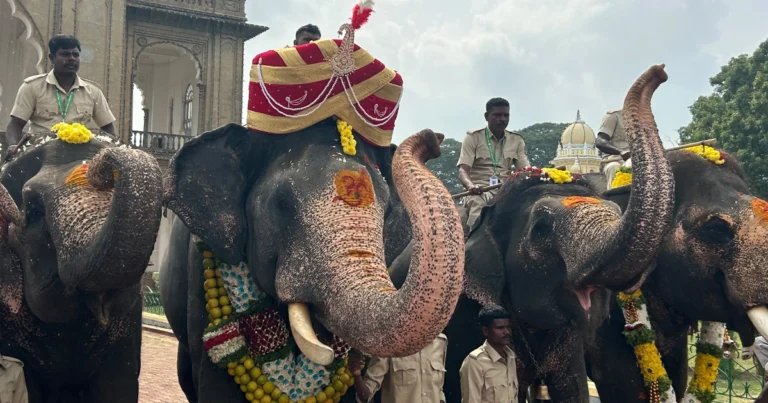 “ಅಂಬಾರಿ ಹೊತ್ತ ಗಜರಾಜನಿಗೆ ಪೇಟದ ಗೌರವ: ನಿಶಾನೆಯಾಗಿ ಮರಳಿದ ಅಭಿಮನ್ಯು”